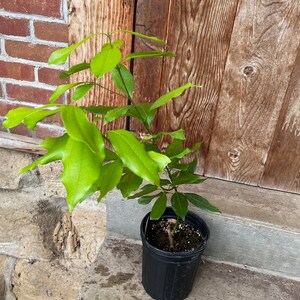 Cinnamomum cassia Chinese Cinnamon Tree EXACT Gallon pot