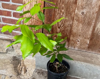Cinnamomum cassia Chinese Cinnamon Tree EXACT Gallon pot