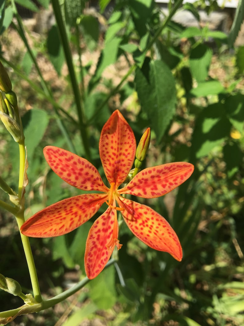 Belamcanda chinensis Blackberry Lily seeds Iris domestica 1 ounce image 3