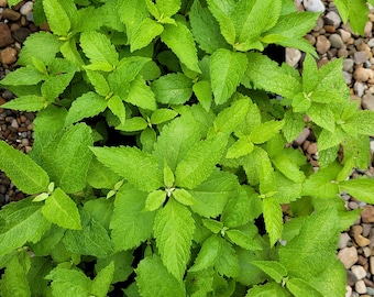 Eupatorium purpureum Sweet Joe Pye Weed plant Eutrochium purpureum in 2.5 Inch Pot