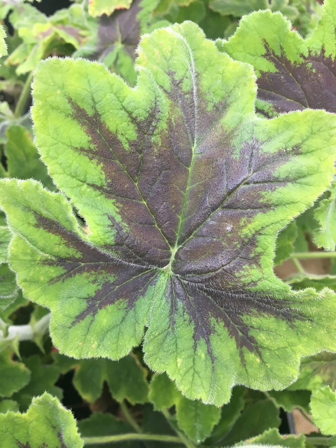 pelargonium chocolate mint pelargonium chocolate mint