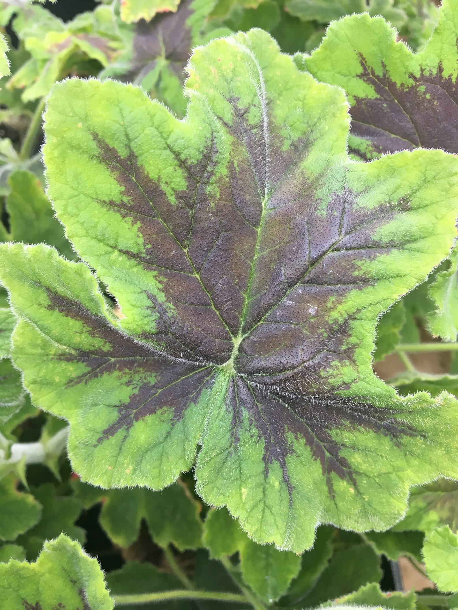 pelargonium chocolate mint pelargonium chocolate mint