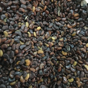 Blue False Indigo Baptisia australis Seeds 1 ounce Native