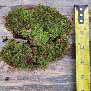 Funaria hygrometrica Bonfire Moss Common Cord Moss Cushion Moss 3-4 Inch Chunk image 6