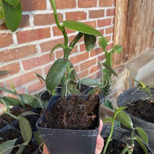 May include: A small, black square pot filled with soil, holding a young vanilla plant with green leaves and a long, slender stem. Other similar plants are visible in the background, against a red brick wall.