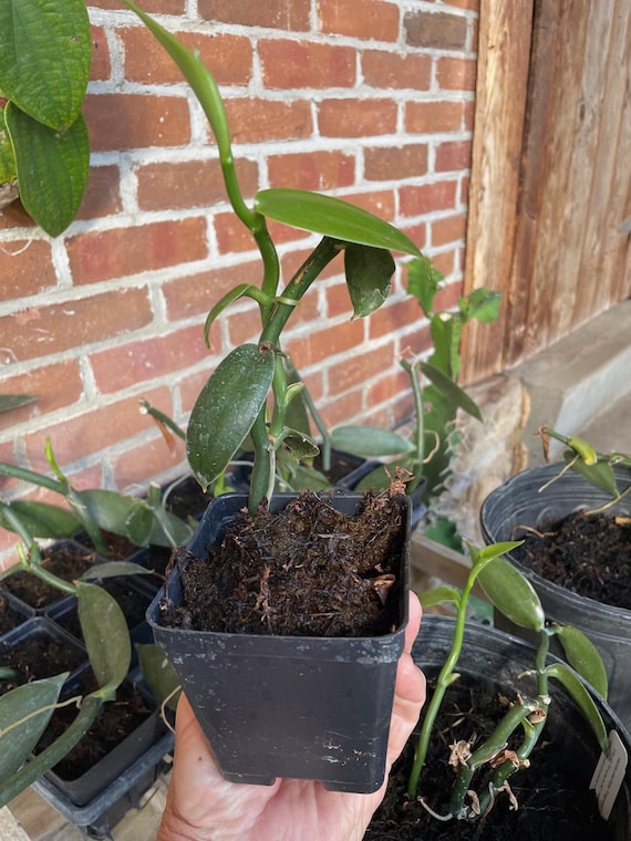 Vanilla planifolia 'Fragrans' Vanilla Orchid plant in 4 inch pot