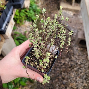 May include: A small potted plant with green and white leaves. The plant is in a brown plastic pot and is being held by a hand.