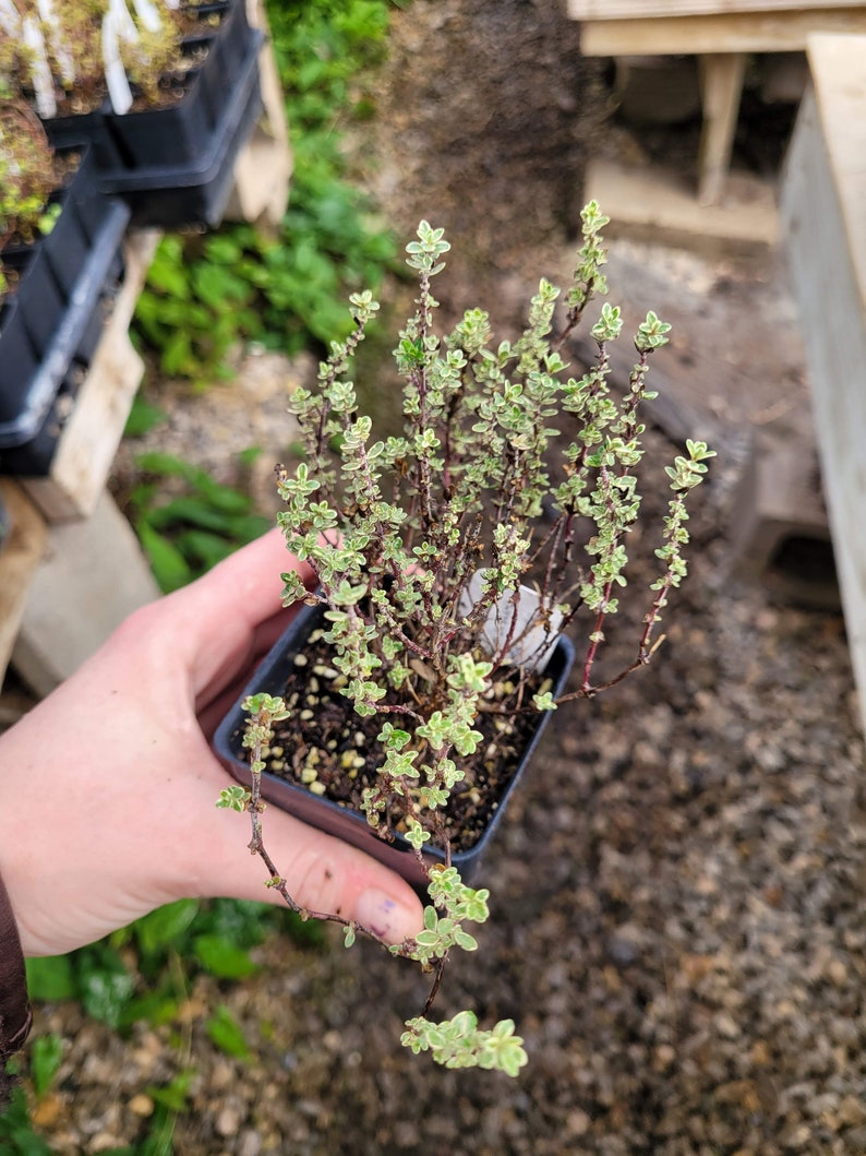 May include: A small potted plant with green and white leaves. The plant is in a brown plastic pot and is being held by a hand.