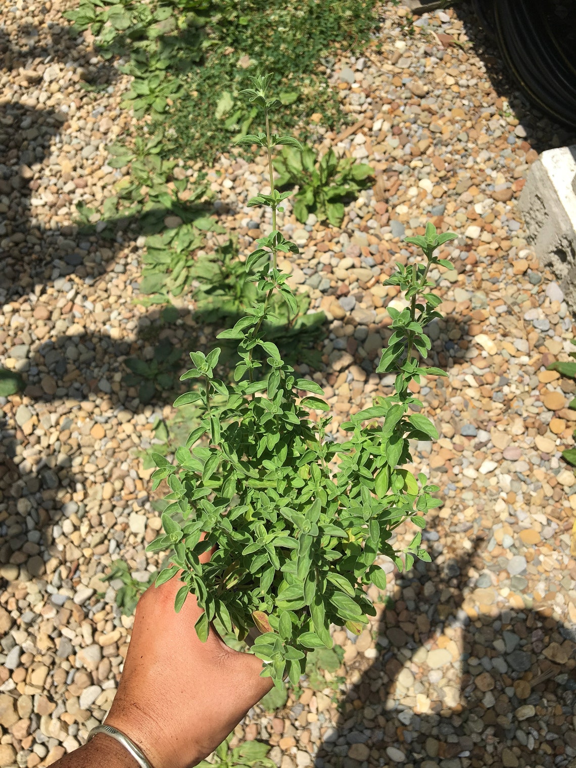 HARDY Sweet Marjoram Origanum majorana Live Plant in 2.5 inch Etsy