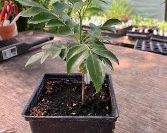 Murraya koenigii Curry Leaf plant Quart pot