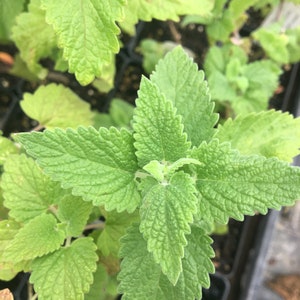 Nepeta cataria Catnip Plant in 2.5 inch pot image 6