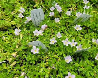 Bacopa monnieri Brahmi Water Hyssop Plant Ayurvedic herb 2.5 inch pot
