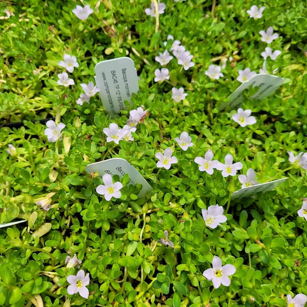 Bacopa monnieri Brahmi Water Hyssop Plant Ayurvedic herb 2.5 inch pot