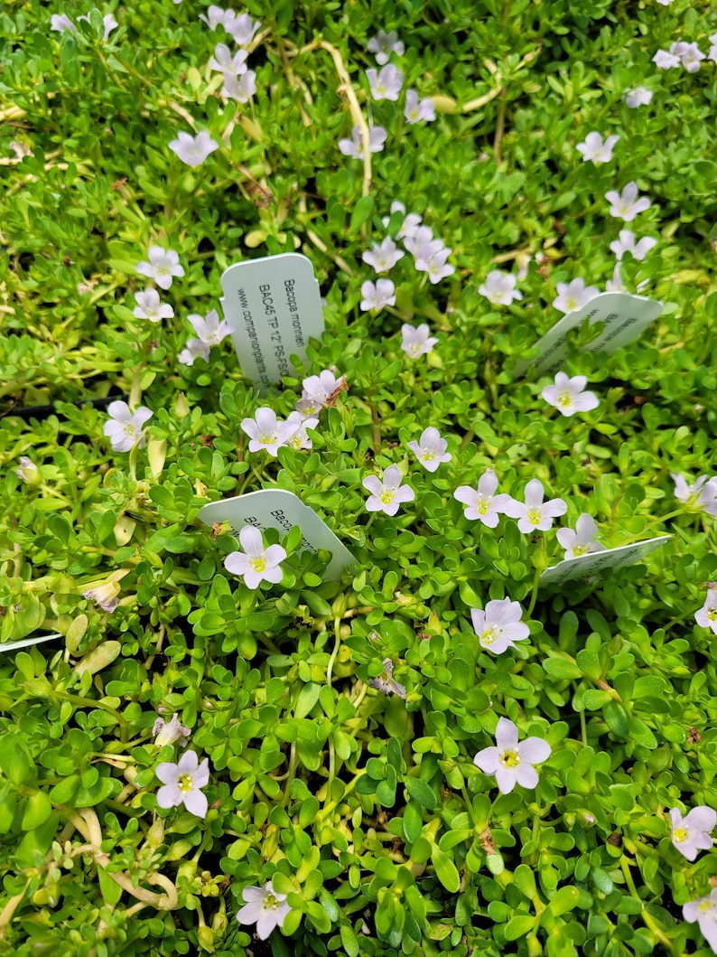 Bacopa monnieri Brahmi Water Hyssop Plant Ayurvedic herb 2.5 inch pot image 1