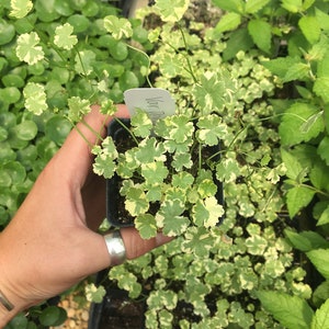 Hydrocotyle sibthorpioides 'Crystal Confetti' Variegated Pennywort plant in 2.5 inch pot image 2