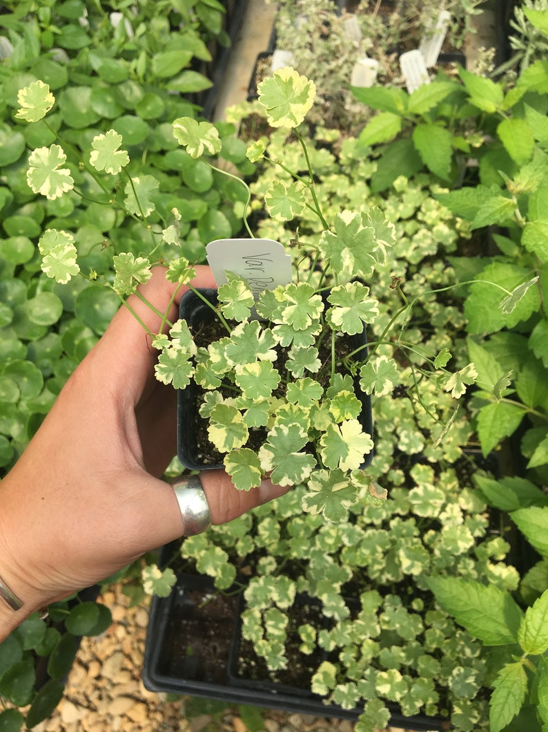 Hydrocotyle sibthorpioides 'Crystal Confetti' Variegated Pennywort plant in 2.5 inch pot image 2