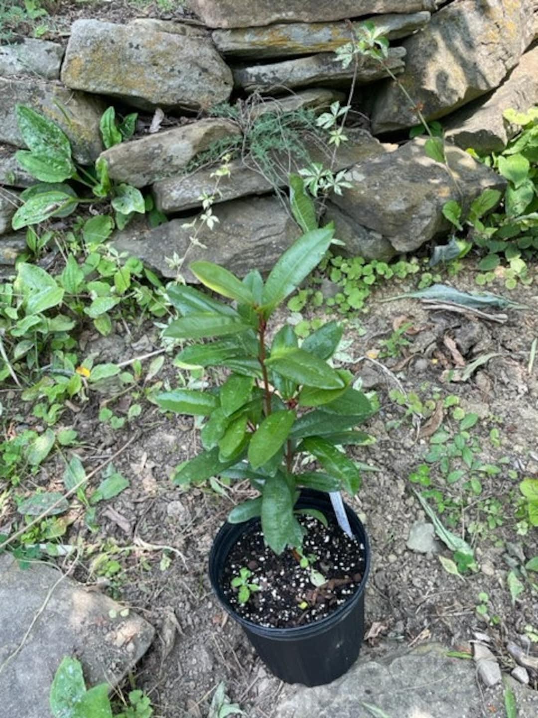 Pimenta Racemosa BAY RUM TREE Live Plant in Gallon Pot Etsy