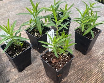 Asclepias tuberosa Butterfly Weed plant in 2.5 inch pot