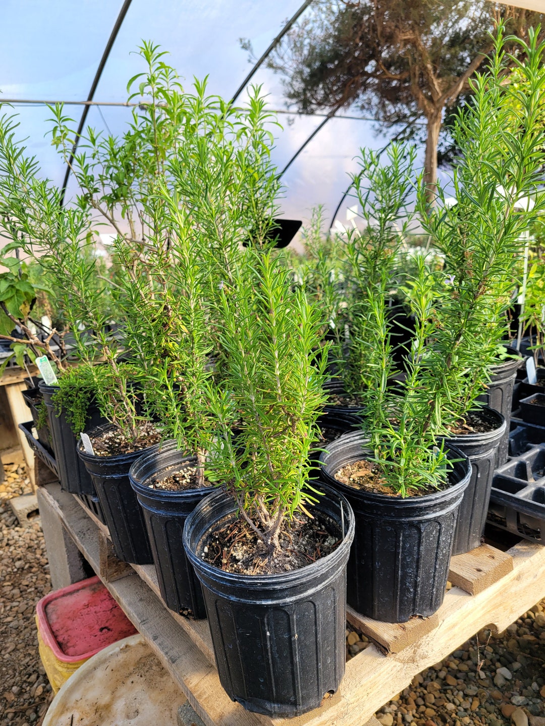 Rosmarinus Off. 'barbeque' Rosemary Plant in Gallon Pot Etsy
