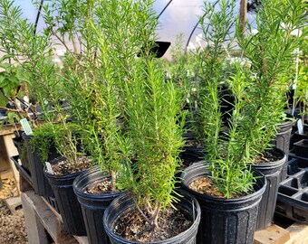 Rosmarinus off. 'Barbeque' Rosemary Plant in gallon pot