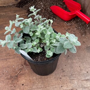 Origanum dictamnus Dittany of Crete Exact gallon pot