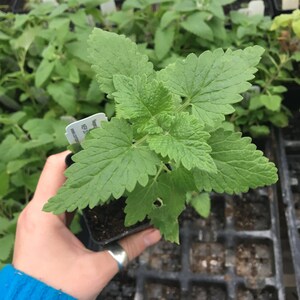 Nepeta cataria Catnip Plant in 2.5 inch pot image 3