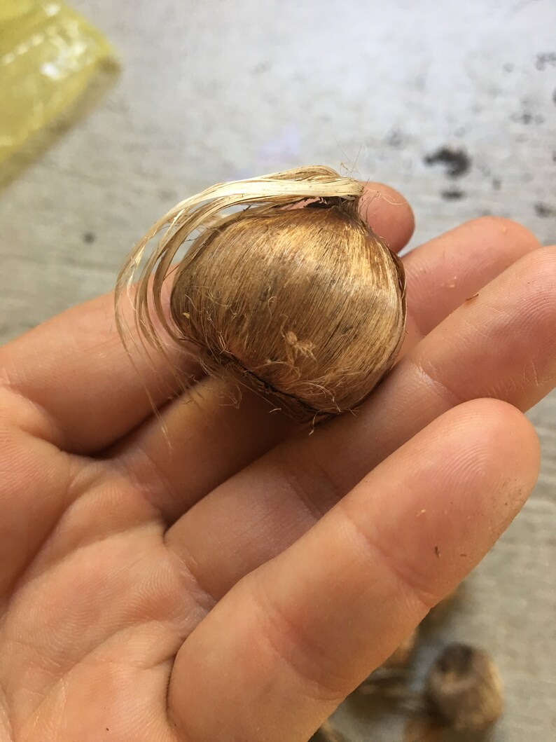 Crocus Sativus Bulbs SAFFRON CROCUS 12 Bulbs Ready to Plant Etsy