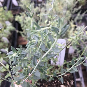 Teucrium marum Cat Thyme Germander LIVE PLANT in 2.5 inch pot image 5