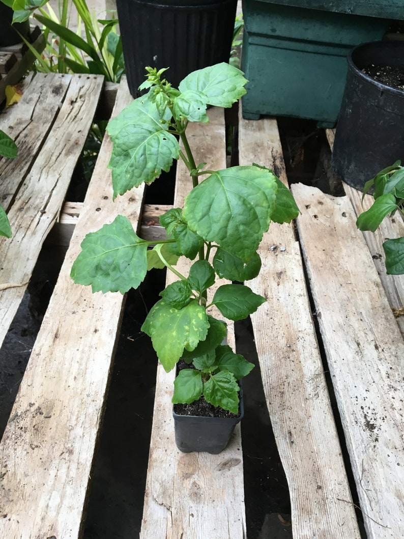 Patchouli Plant Pogostemon Patchouli Live Plant 2 1/2 Etsy