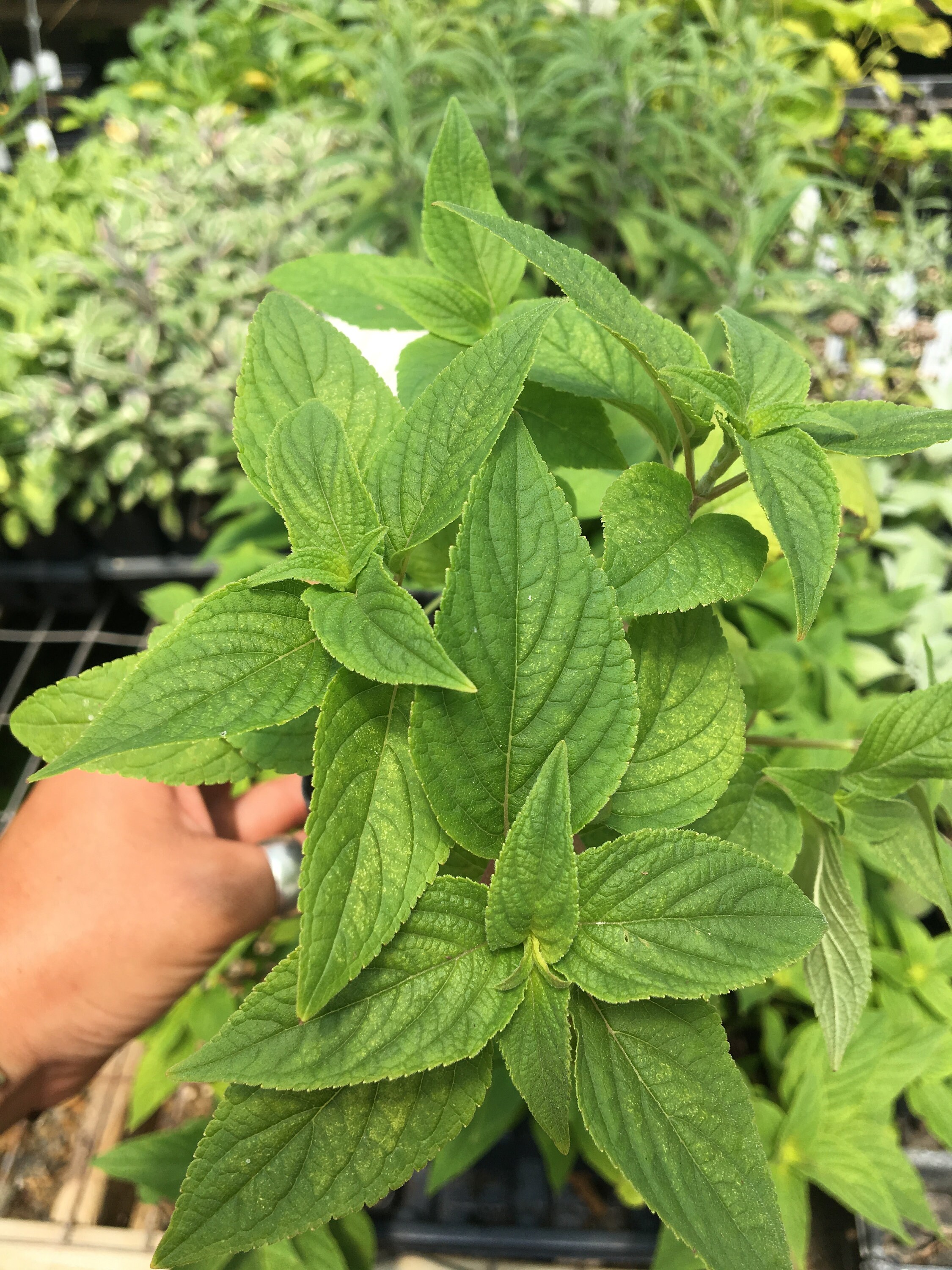 Pineapple Sage Salvia elegans LIVE PLANT in 2.5 inch pot Etsy