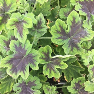 May include: Close-up of a group of green and purple leaves with a variegated pattern. The leaves are arranged in a dense cluster, creating a lush and textured background.