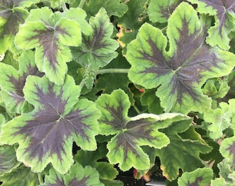 Pelargonium var. 'Chocolate Mint' Geranium plant in 2.5 inch pot