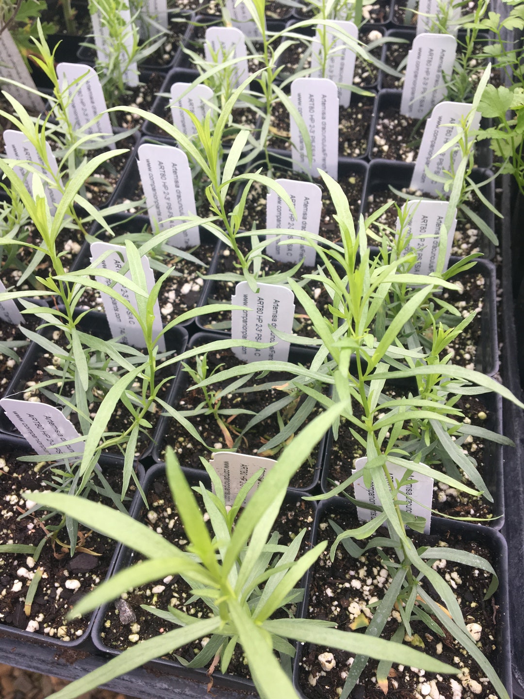 Artemisia Dracunculus/french Tarragon LIVE PLANT in 2.5 Inch Etsy