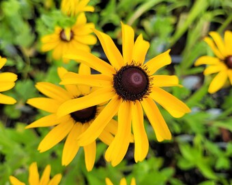 Rudbeckia hirta/Black-eyed Susan LIVE PLANT in 2.5 inch Pot