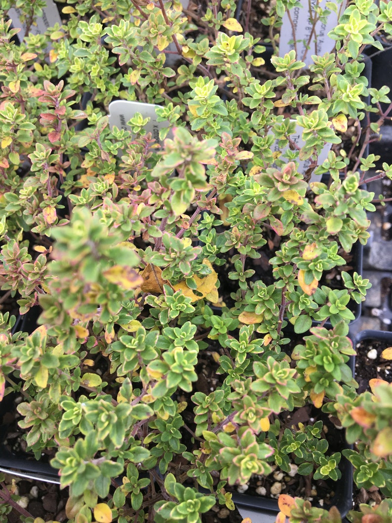 Thymus x citriodorus 'Aureus' Gold Variegated Lemon Thyme Plant in 2.5 inch pot image 5