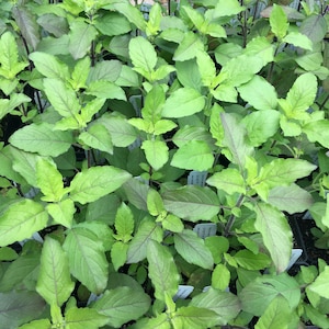 May include: Close-up of a group of green basil plants with purple stems. The plants are growing in small pots and are ready to be transplanted.