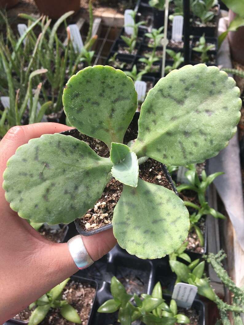 Kalanchoe Sp. Donkey Ear Succulent Houseplant House Plant Live Etsy
