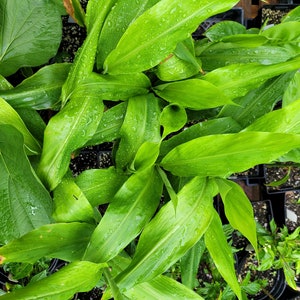 Zingiber mioga Myoga Ginger Japanese Ginger Live Plant in 4 inch Pot Culinary Cold Hardy