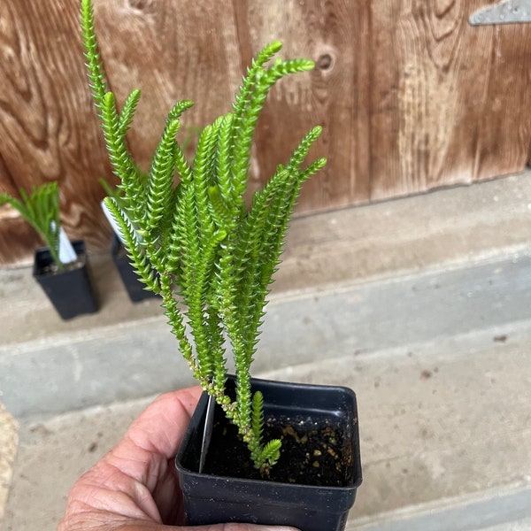 Crassula muscosa Watch Chain Jade Succulent in 2.5" pot