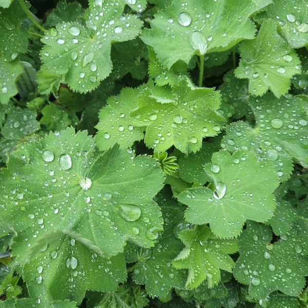 Alchemilla vulgaris Lady's Mantle Plant in 2.5 Inch Pot