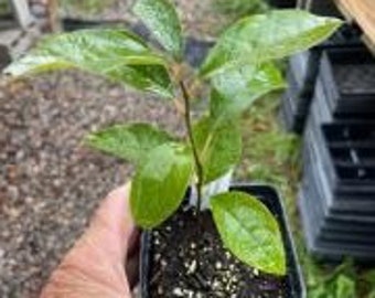 Lindera benzion Spicebush plant 4 inch pot Native