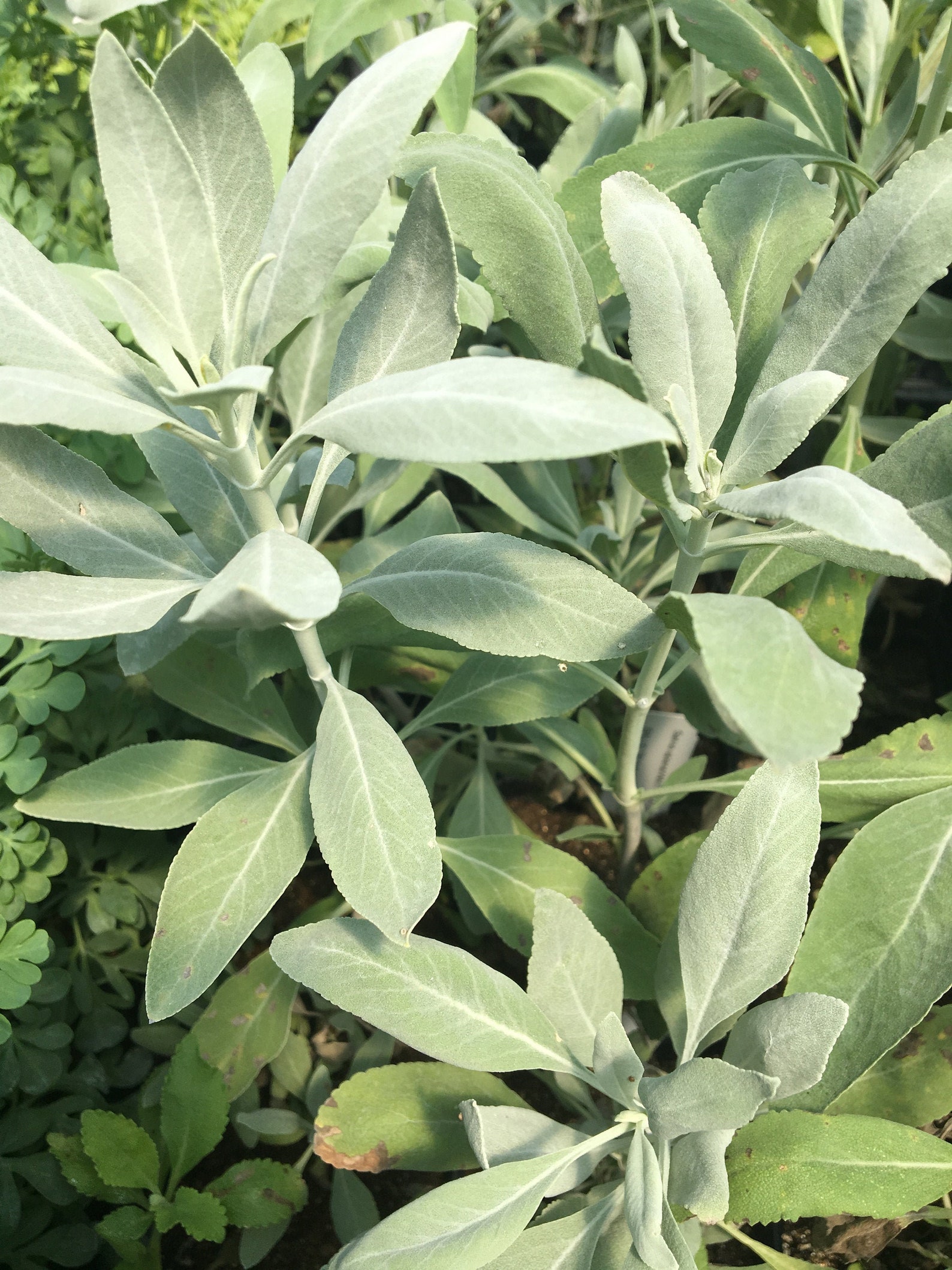 Salvia apiana White Sage live plant in 4 inch pot Etsy