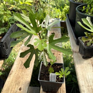 May include: A young fig plant with distinctively lobed, bright green leaves growing in a square black plastic nursery pot. The plant features a central stem with multiple branches and a small white rectangular plant label inserted into the soil.
