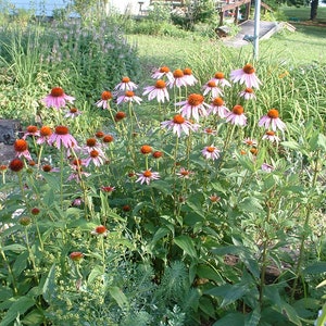 NATIVE MEDICINAL GARDEN seed collection 10 different species 10 packets of seeds