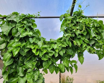 Anredera cordifolia Madeira Vine Plant in 4 inch pot