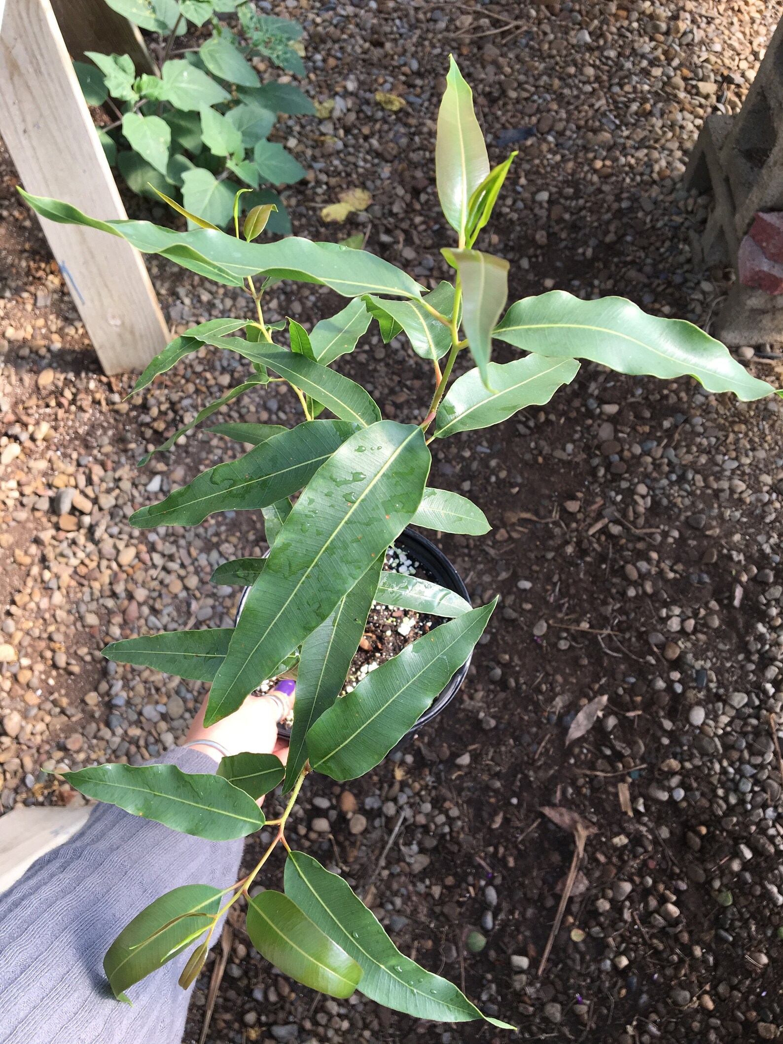 Eucalyptus citriodora LEMON EUCALYPTUS Live plant Live Tree in Etsy