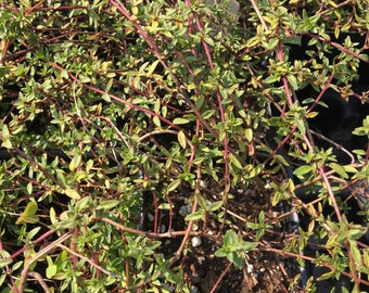 Thymus herba-barona Caraway Thyme LIVE PLANT in 2.5 inch pot