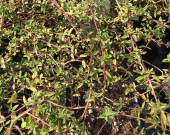 Thymus herba-barona Caraway Thyme LIVE PLANT in 2.5 inch pot