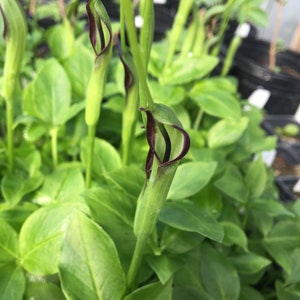 May include: Close-up of a group of green plants with dark purple flowers. The flowers are in the shape of a tube and are closed.