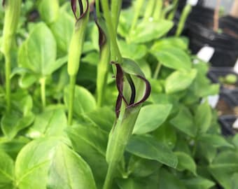 Pinellia ternata Crow Dipper Live Plant in 2.5 inch pot Chinese Medicinal